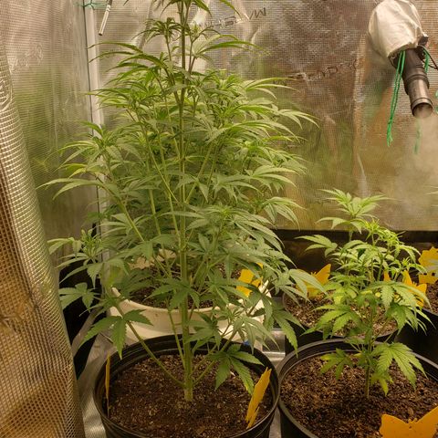 Geloctane  growlog photo: Raised the light 8:30am 22-24in 