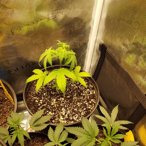 Geloctane  growlog photo: It doesn't look good for these girls 😕 