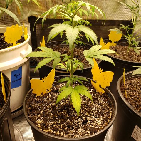 Geloctane  growlog photo: It doesn't look good for these girls 😕 
