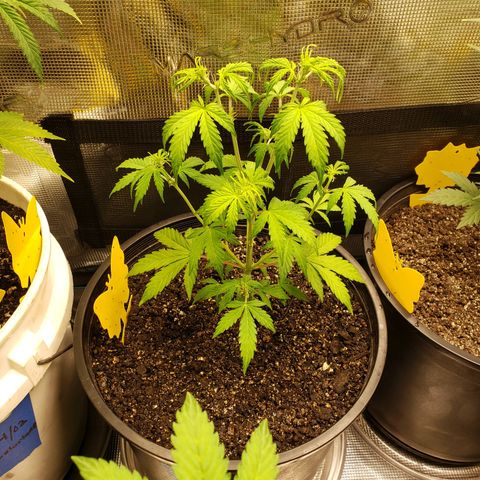 Geloctane  growlog photo: It doesn't look good for these girls 😕 