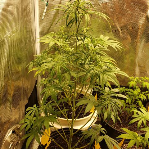 Geloctane  growlog photo: It doesn't look good for these girls 😕 