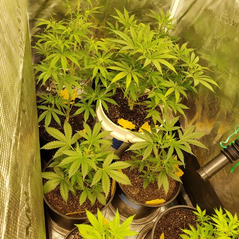 Geloctane  growlog timeline photo
