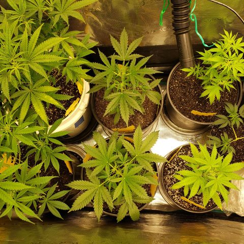 Geloctane  growlog timeline photo