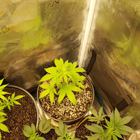 Geloctane  growlog timeline photo