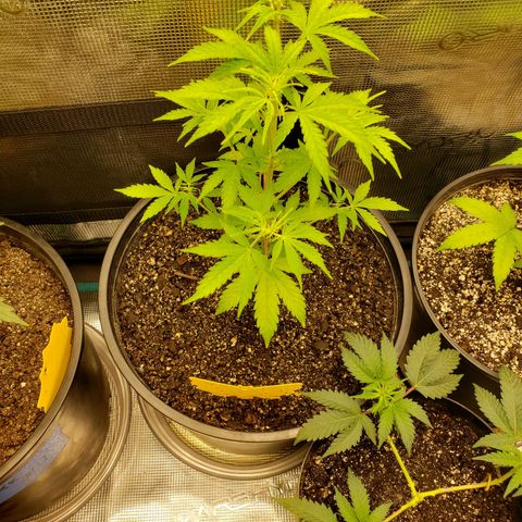 Geloctane  growlog timeline photo
