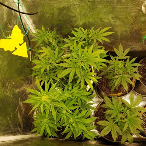 Geloctane  growlog timeline photo