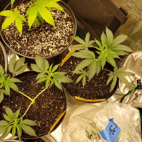 Geloctane  growlog timeline photo