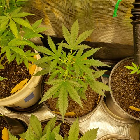 Geloctane  growlog timeline photo