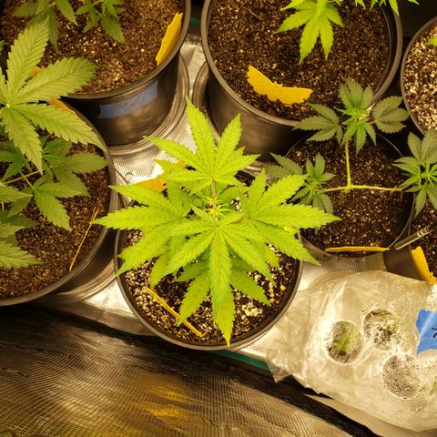 Geloctane  growlog timeline photo