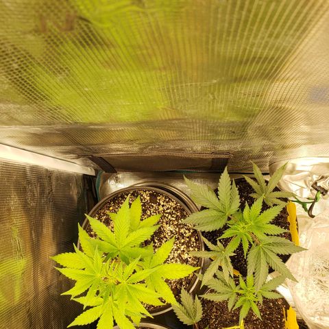 Geloctane  growlog photo: The humidity was high in the tent last night But the plants actually look pretty good 