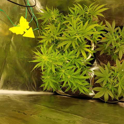 Geloctane  growlog photo: The humidity was high in the tent last night But the plants actually look pretty good 