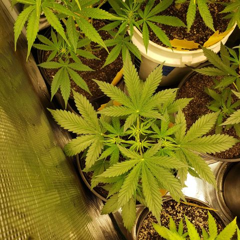 Geloctane  growlog photo: The humidity was high in the tent last night But the plants actually look pretty good 