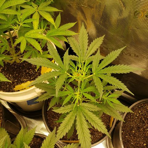 Geloctane  growlog photo: The humidity was high in the tent last night But the plants actually look pretty good 
