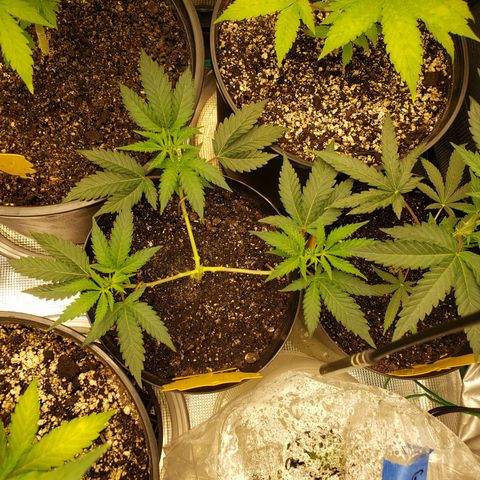 Geloctane  growlog photo: The humidity was high in the tent last night But the plants actually look pretty good 