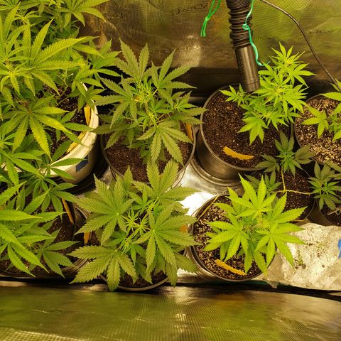 Geloctane  growlog photo: The humidity was high in the tent last night But the plants actually look pretty good 