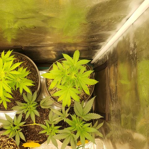 Geloctane  growlog photo: Looking good i guess 