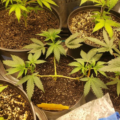 Geloctane  growlog photo: Looking good i guess 