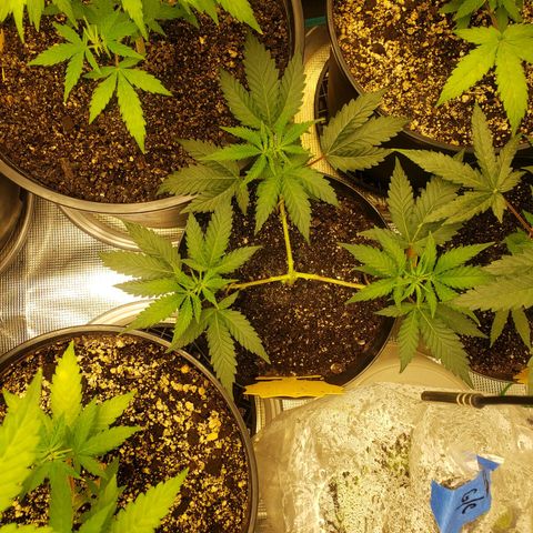 Geloctane  growlog photo: Looking good i guess 