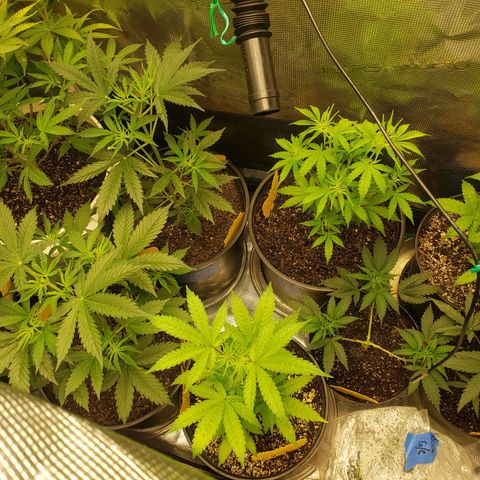 Geloctane  growlog photo: Looking good i guess 