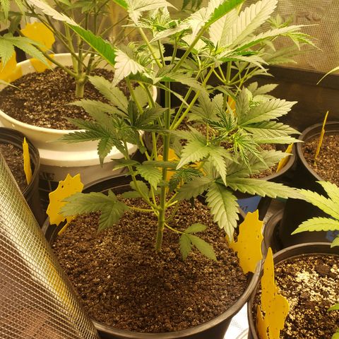 Geloctane  growlog photo: Looking good i guess 