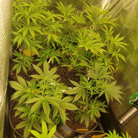 Geloctane  growlog photo: Looking good i guess 