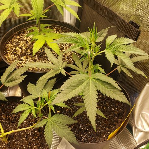 Geloctane  growlog photo: Looking good i guess 