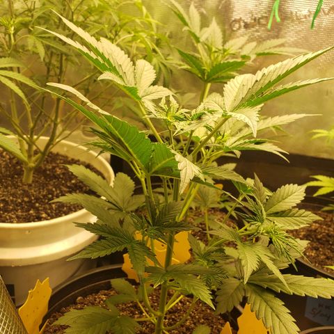 Geloctane  growlog photo: Looking good i guess 