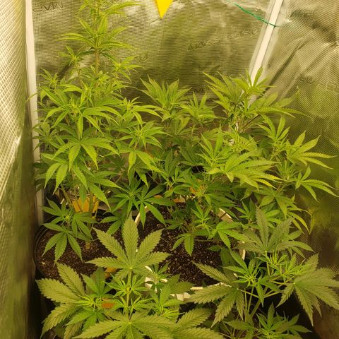 Geloctane  growlog photo: Looking good i guess 