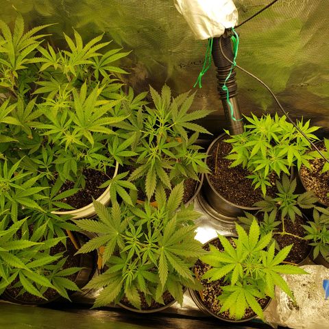 Geloctane  growlog photo: Looking ok