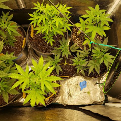 Geloctane  growlog photo: Looking ok