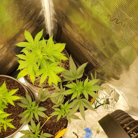 Geloctane  growlog photo: Looking ok