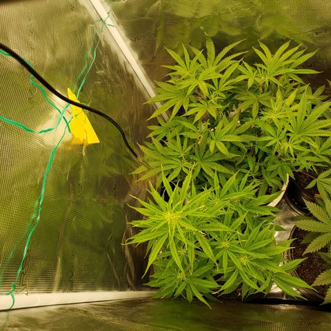 Geloctane  growlog photo: Looking ok
