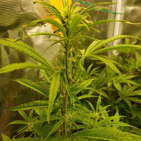 Geloctane  growlog photo: Just feed