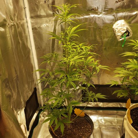 Geloctane  growlog photo: Just feed
