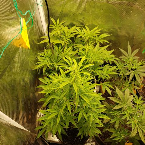 Geloctane  growlog photo: Just feed
