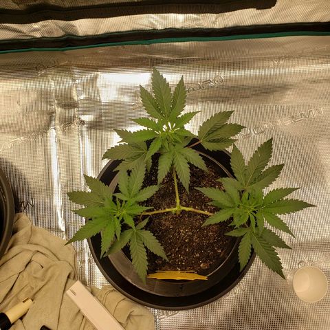 Geloctane  growlog photo: Just feed