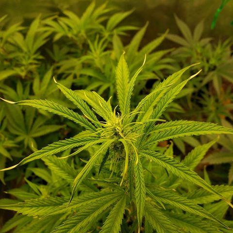 Geloctane  growlog photo: Just feed