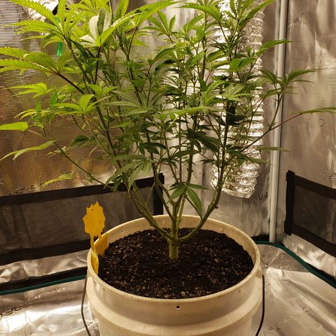 Geloctane  growlog photo: Just feed