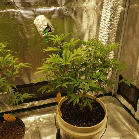 Geloctane  growlog photo: Just feed