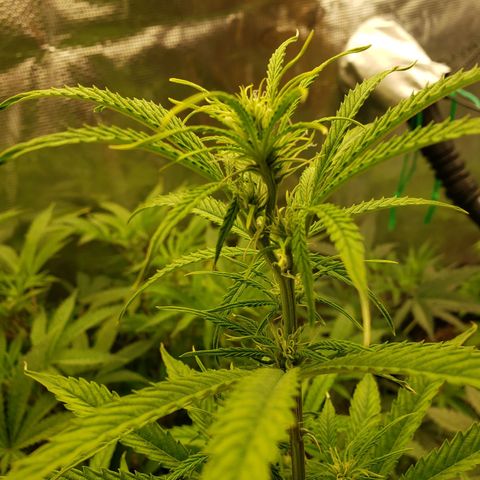 Geloctane  growlog photo: Just feed