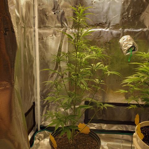 Geloctane  growlog photo: Just feed