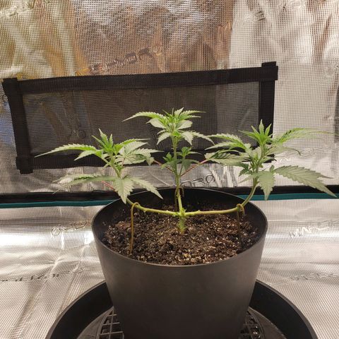 Geloctane  growlog photo: Just feed
