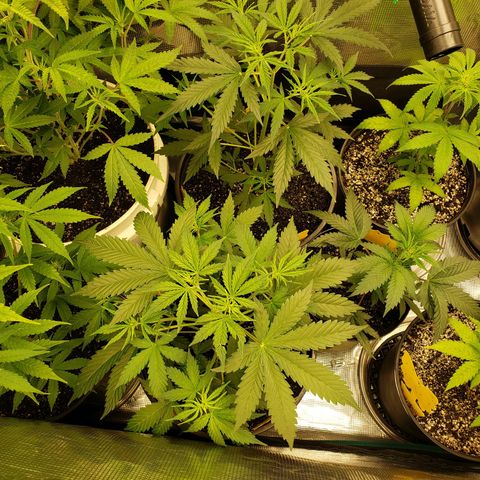 Geloctane  growlog photo: Just feed