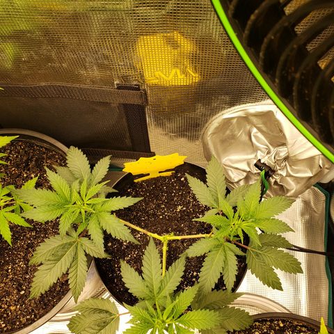 Geloctane  growlog photo: Just feed