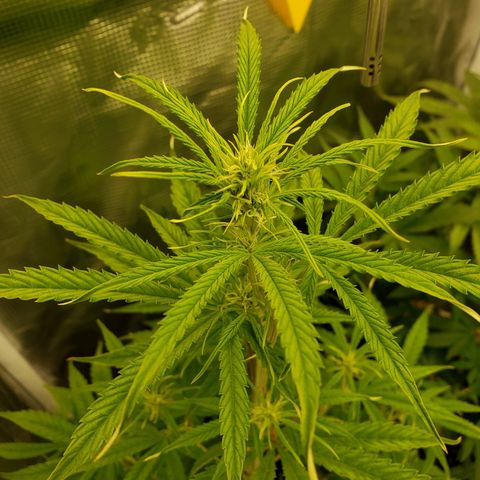 Geloctane  growlog photo: Just feed