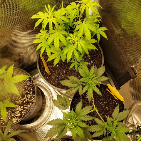 Geloctane  growlog photo: Just feed