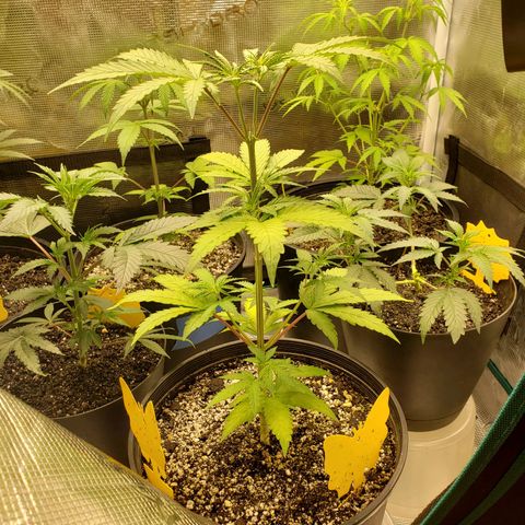 Geloctane  growlog photo: Just feed