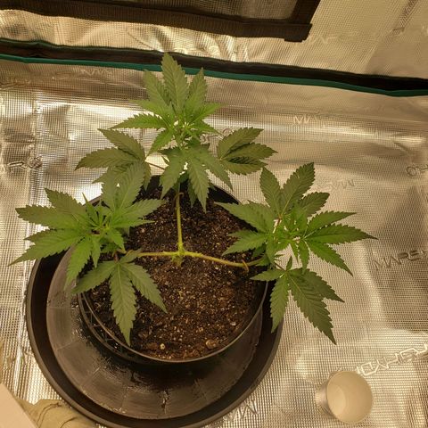 Geloctane  growlog photo: Just feed