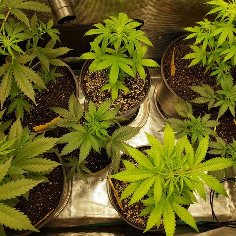 Geloctane  growlog photo: Just feed