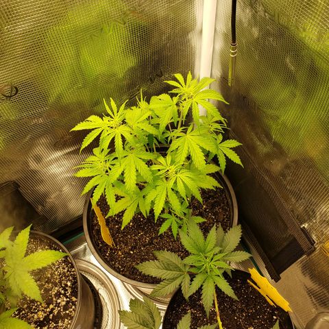 Geloctane  growlog photo: Just feed